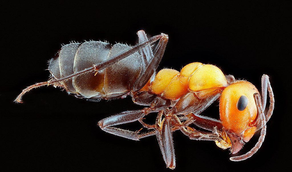 Ant Control service in Alton, IL