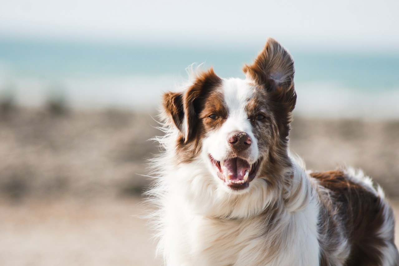 Flea & Tick Control service in Alton, IL