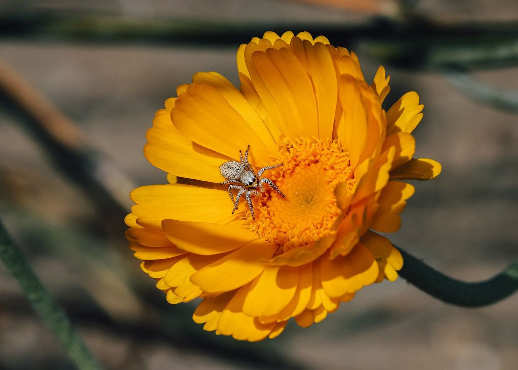 Spider Control service in Alton, IL